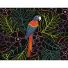 mes cartes à gratter - oiseaux fantastiques ne