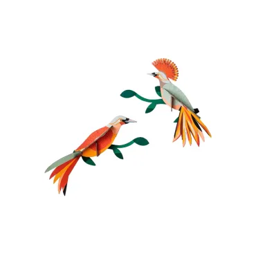 Paradise Bird - Obi