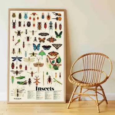 Poster pédagogique - Les insectes