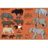 Beaucoup beaucoup d'animaux