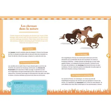 À la découverte des chevaux