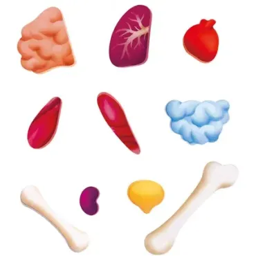 Puzzle corps humain - 60 pièces