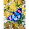 Wall Art - Peacock Butterfly