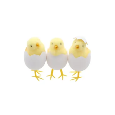 Poussin jaune dans coquille...