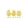Poussin jaune x3 -  4x4x7cm