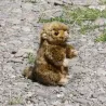 Peluche Marmotte - Eco-friendly - 17cm