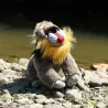 Peluche Singe mandrill - Eco-friendly - 28cm