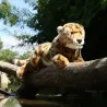 Peluche Guépard - Eco-friendly - 48cm