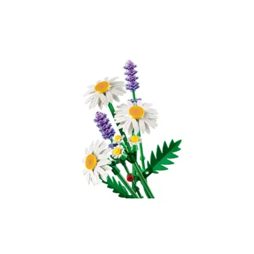 Marguerites - Botanicals