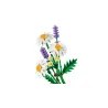Marguerites - Botanicals