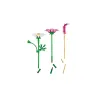 Les cosmos - Botanicals